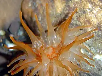 Telmatactis forskalii