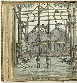 Temmen van een olifant