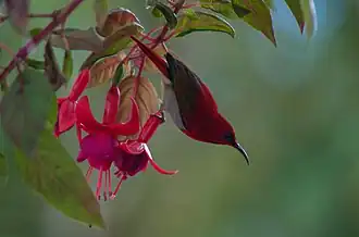 Temmincks honingzuiger