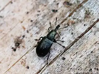 Temnocerus coeruleus