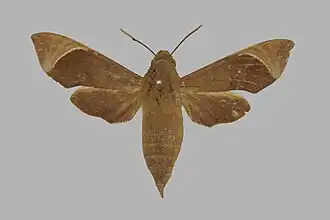 Temnora albilinea