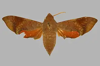 Temnora argyropeza