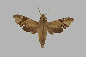 Temnora camerounensis