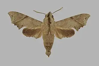Temnora crenulata