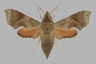 Temnora elegans