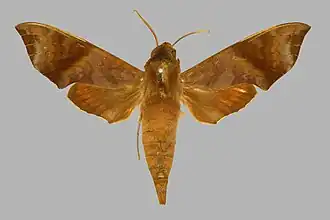 Temnora funebris