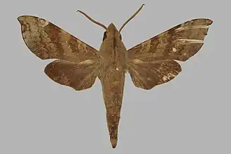 Temnora peckoveri