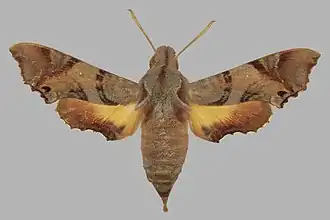 Temnora pylas