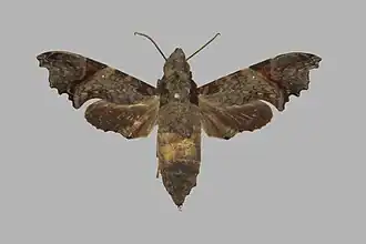 Temnora wollastoni