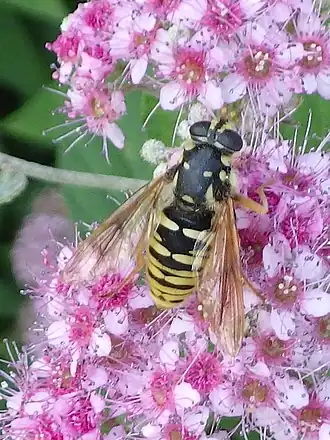 Temnostoma alternans