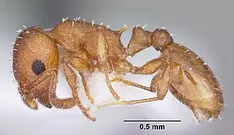 Temnothorax ambiguus