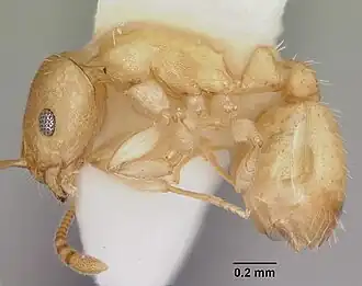 Temnothorax andersoni