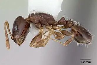 Temnothorax bristoli