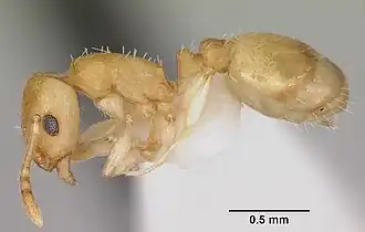Temnothorax cokendolpheri