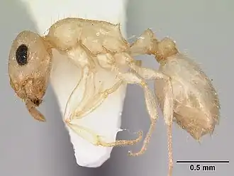 Temnothorax coleenae