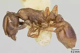 Temnothorax duloticus