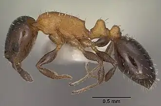 Temnothorax emmae