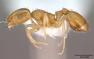 Temnothorax exilis