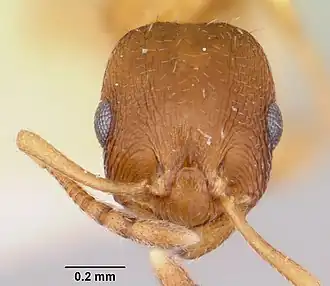 Temnothorax furunculus