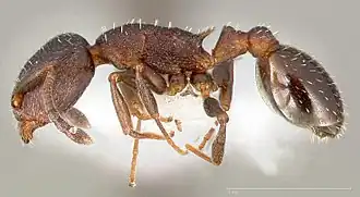 Temnothorax gallae