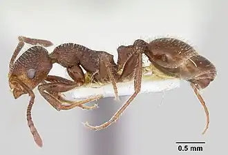 Temnothorax hispidus