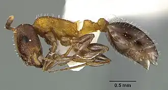 Temnothorax josephi