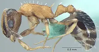 Temnothorax kashmirensis