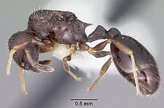 Temnothorax longispinosus