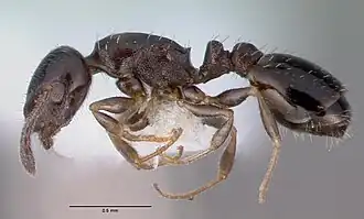 Temnothorax neomexicanus