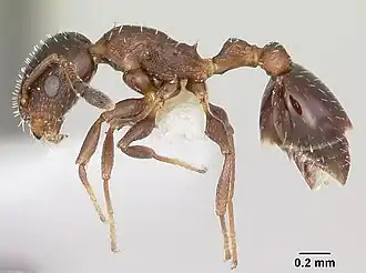 Temnothorax obturator