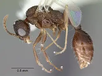 Temnothorax palustris