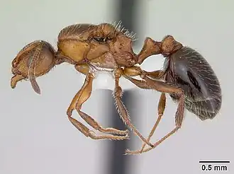 Temnothorax pergandei