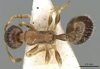 Temnothorax rothneyi