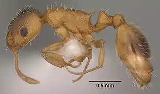Temnothorax rugatulus