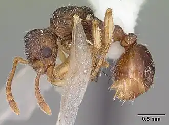 Temnothorax schaumii