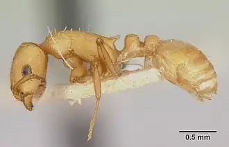 Temnothorax silvestrii