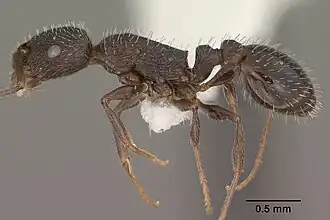 Temnothorax stenotyle
