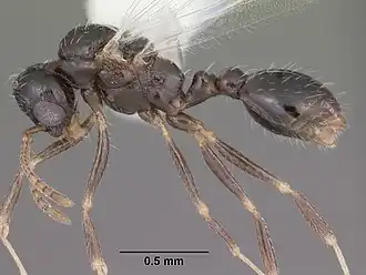 Temnothorax texanus