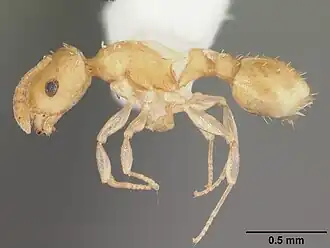 Temnothorax torrei