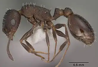 Temnothorax tricarinatus