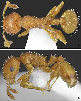 Temnothorax turcicus