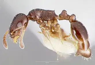 Temnothorax whitfordi