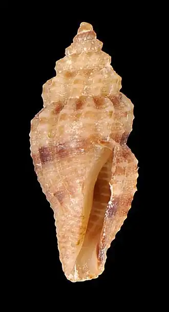 Tenaturris dysoni