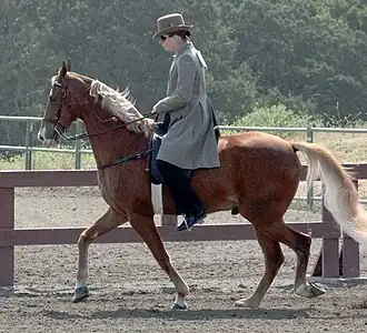 Tennessee walking horse onder het zadel