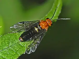 Hemichroa australis