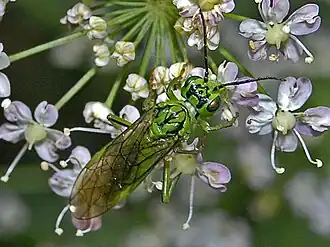 Tenthredo olivacea