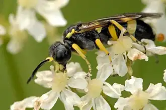 Tenthredo distinguenda