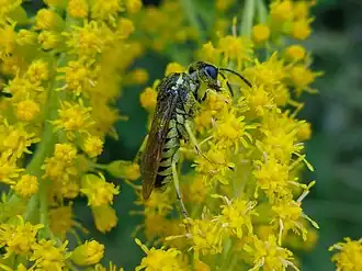 Tenthredo brevicornis