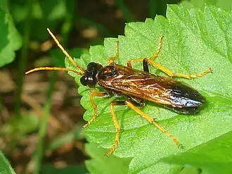 Tenthredo campestris