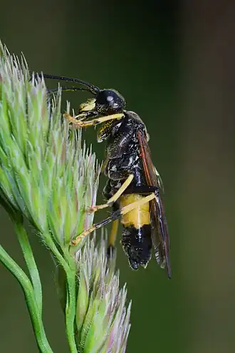 Tenthredo maculata